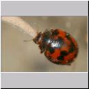 Synharmonia conglobata - Kugeliger Marienkaefer 01b 4mm.jpg